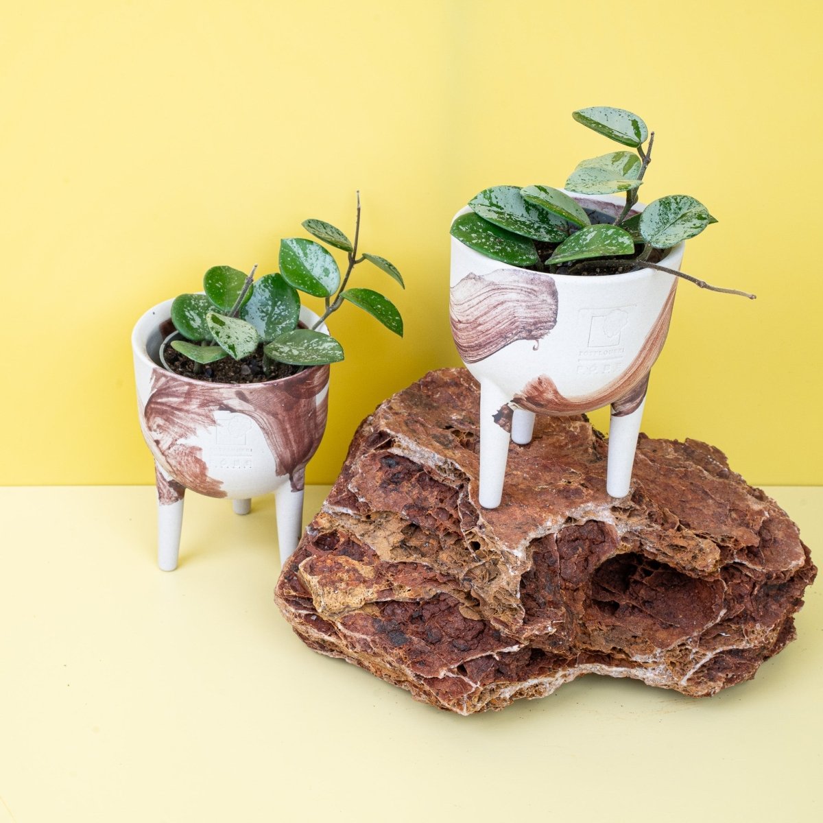 Hoya Mathilde Splash mit rankenden Trieben für Ampel und Regal – potflourri