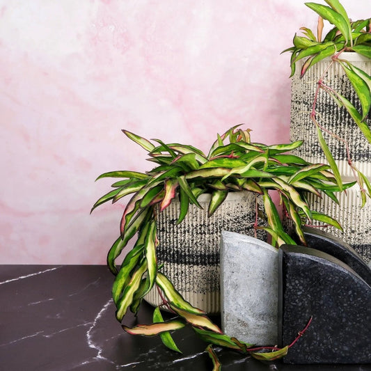 Hoya Wayetii Tricolor – Hängepflanze mit dreifarbigen Blättern von potflourri
