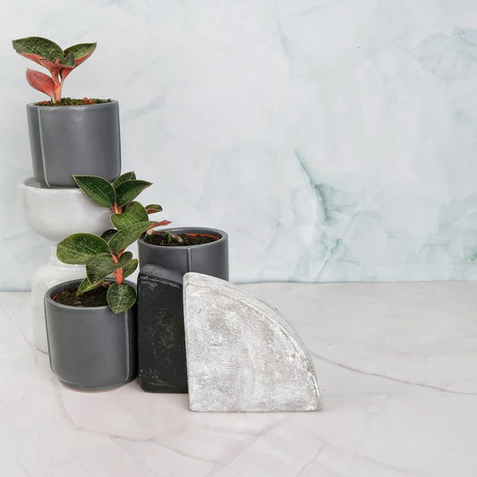 Jewel Orchid Anoectochilus Formosanus – seltene Orchidee – potflourri