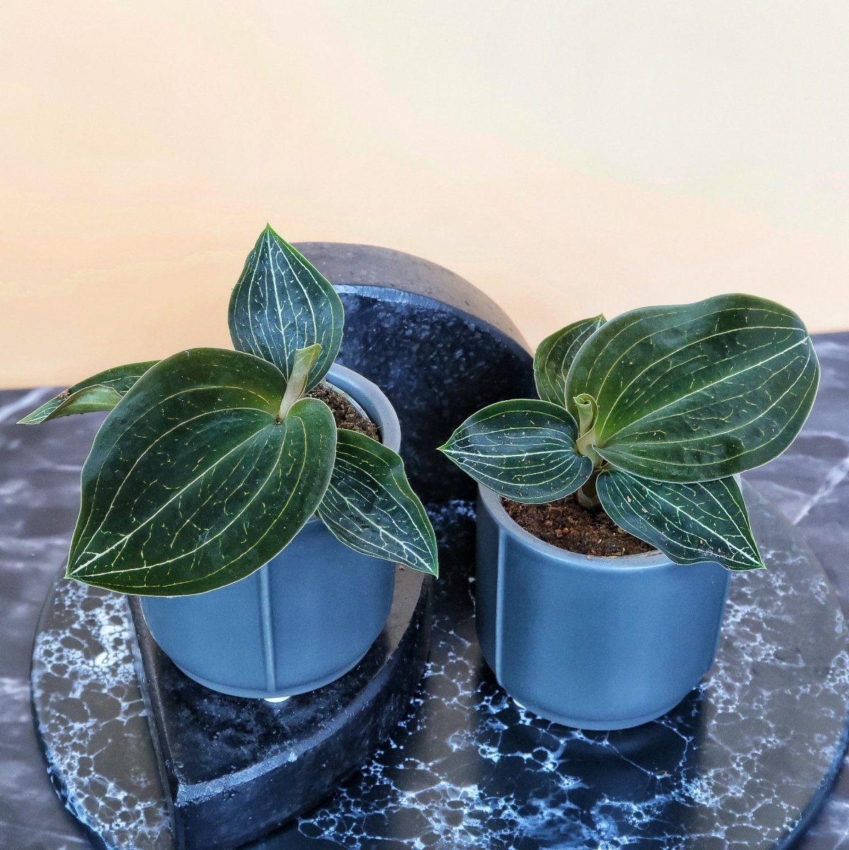Zimmerpflanze Macodes Citrine – seltene Orchidee