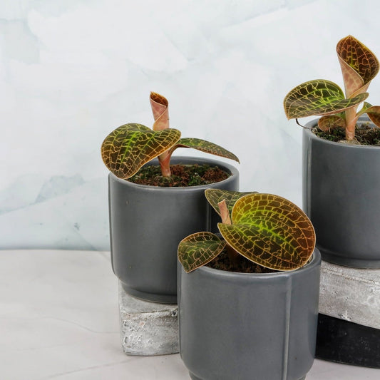Jewel Orchid Macodes Lowii – seltene Zimmerpflanze – potflourri