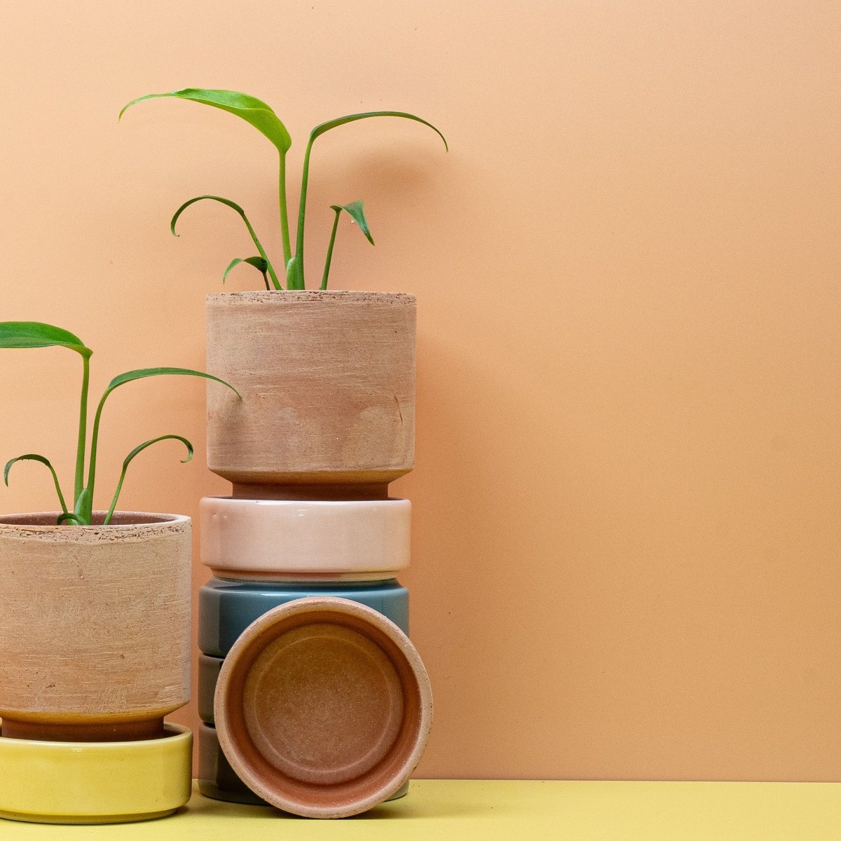 Monstera Burle Marx Flame – benannt nach Roberto Burle Marx – potflourri