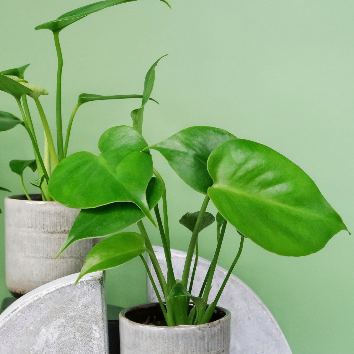 Monstera Deliciosa – zeitlose Eleganz
