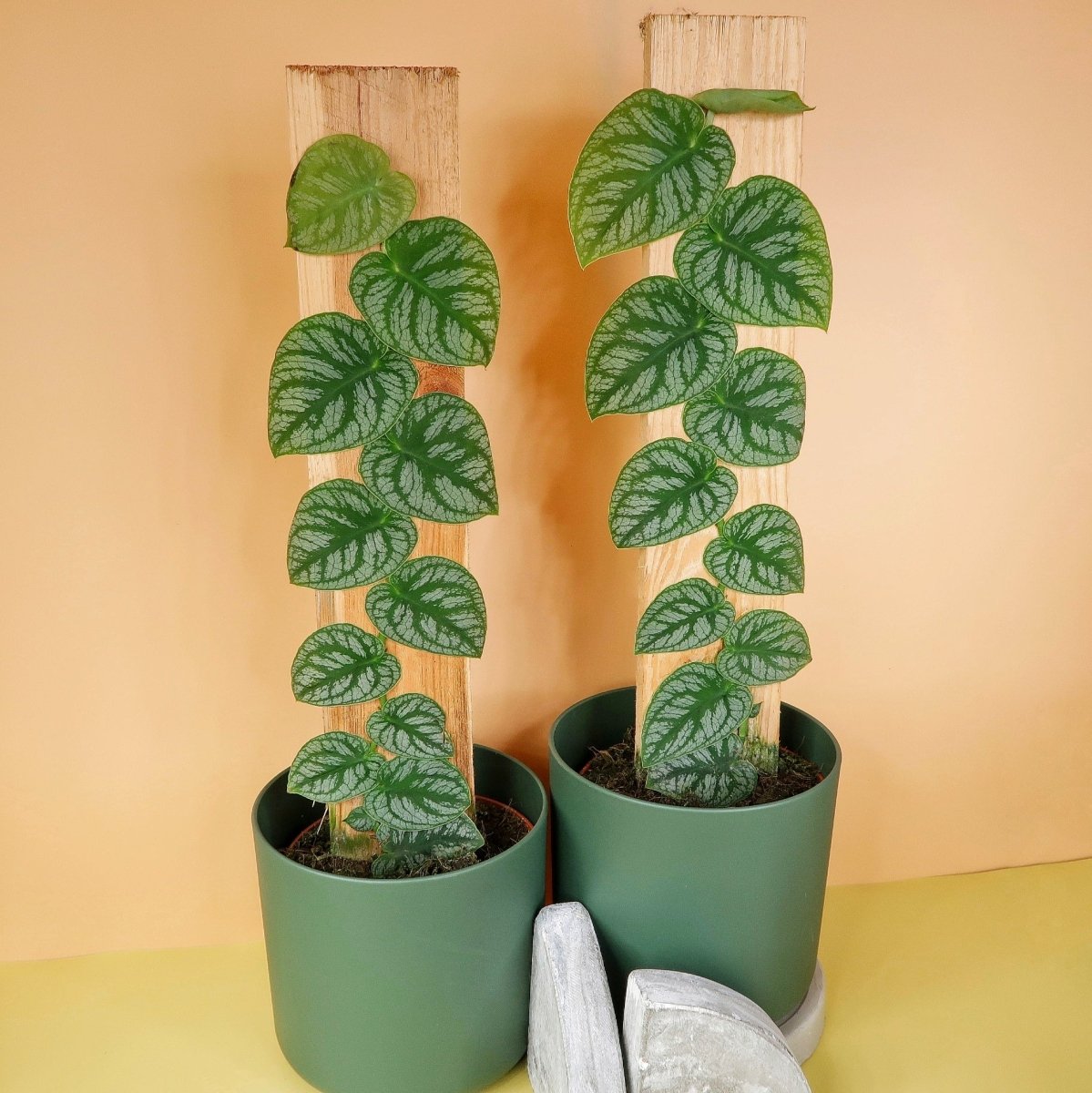Monstera Dubia – faszinierende Metamorphose