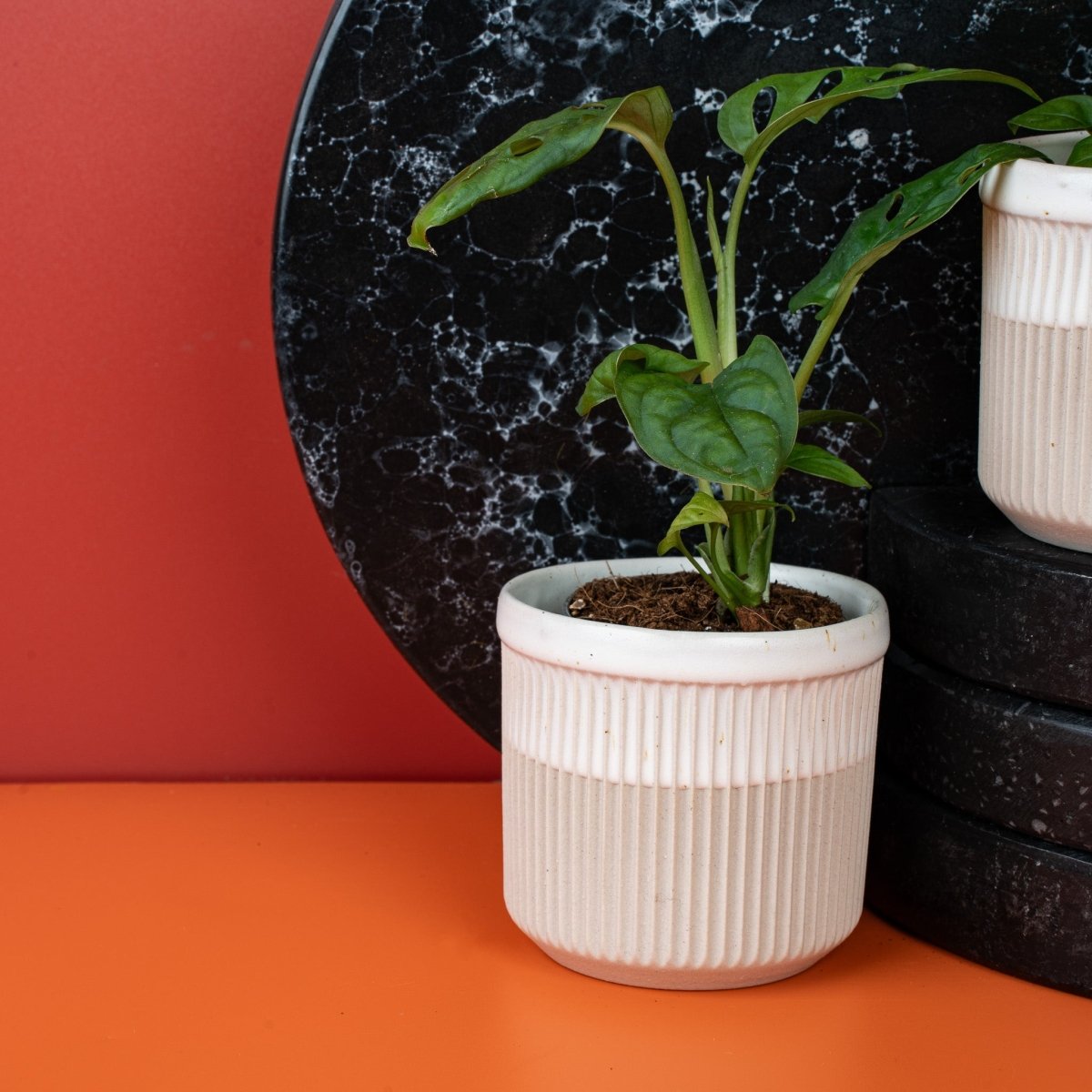 Monstera Esqueleto, Gesamtwuchs – Ansicht 7
