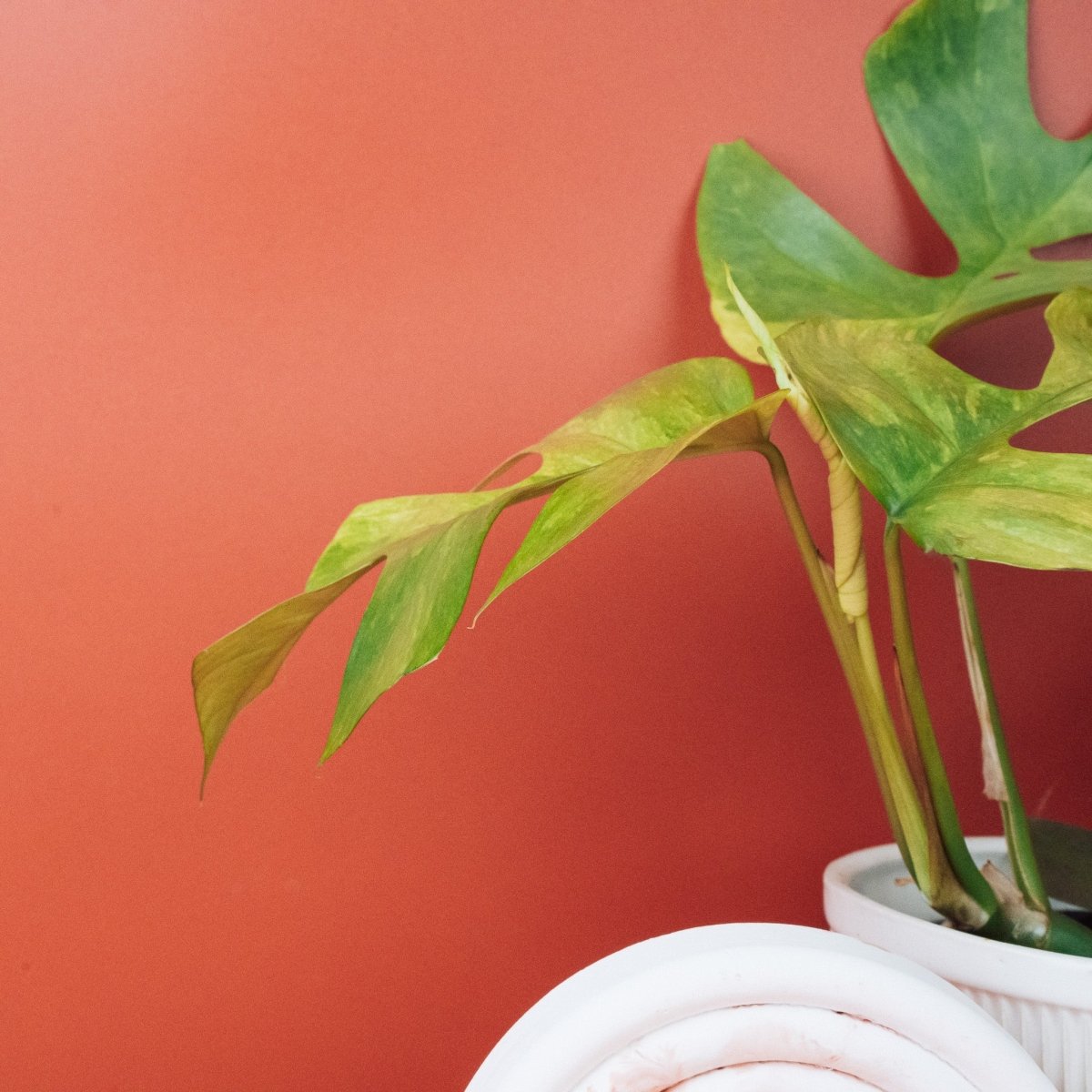 Monstera Minima Variegata, Gesamtwuchs – Ansicht 7