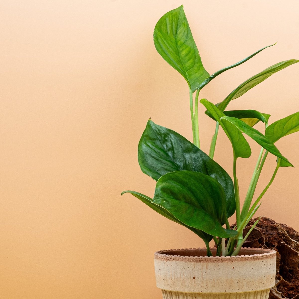 Monstera Obliqua Canelos im Detail