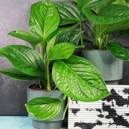 Monstera Pinnatipartita – Zimmerpflanze mit federartigen Blättern – potflourri