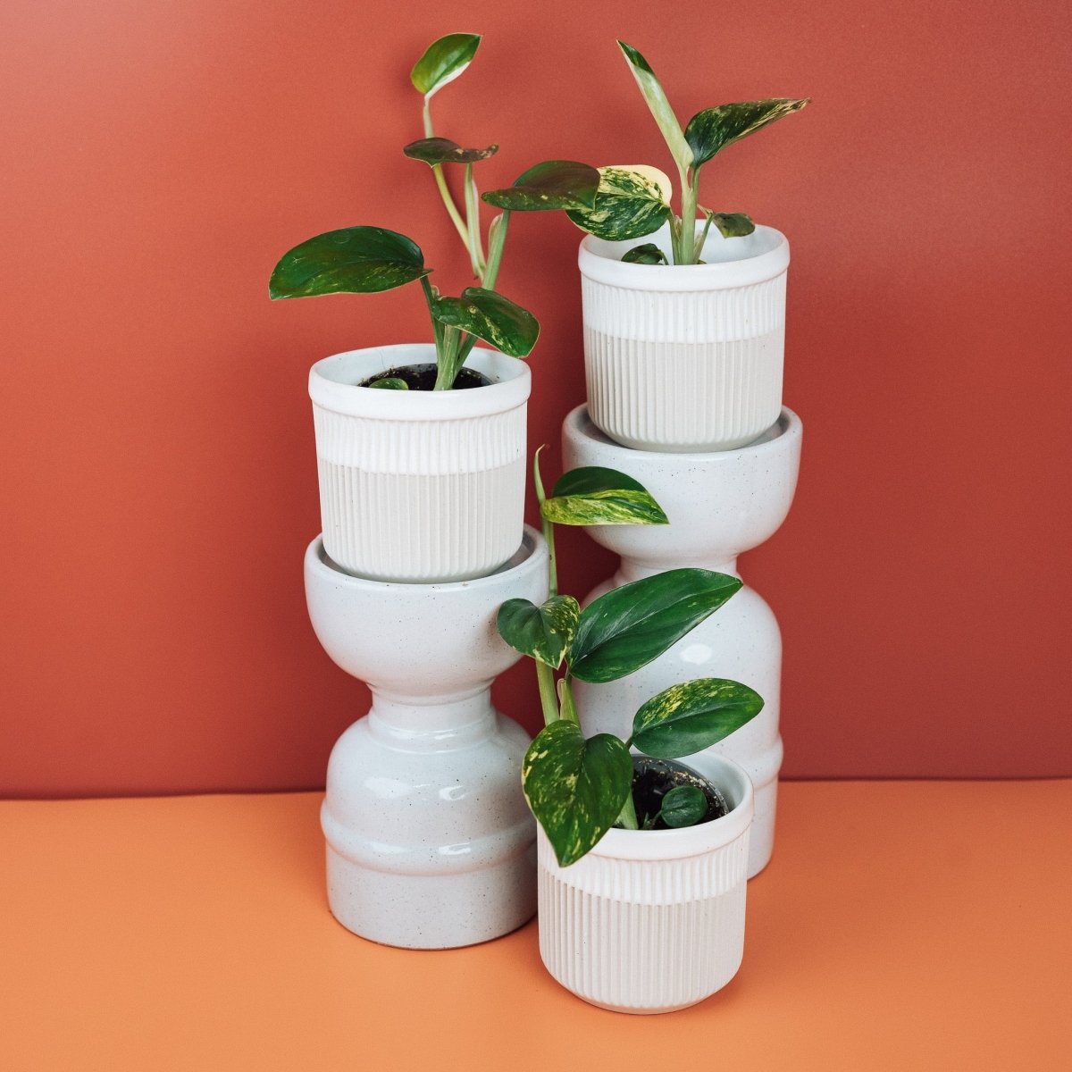 Monstera Standleyana Variegata – Ansicht 12