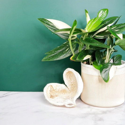 Monstera Standleyana Variegata – Zimmerpflanze mit Schlangenmuster – potflourri