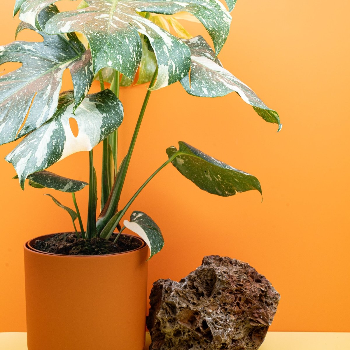 Monstera Thai Constellation, panaschiertes Sammlerstück – potflourri
