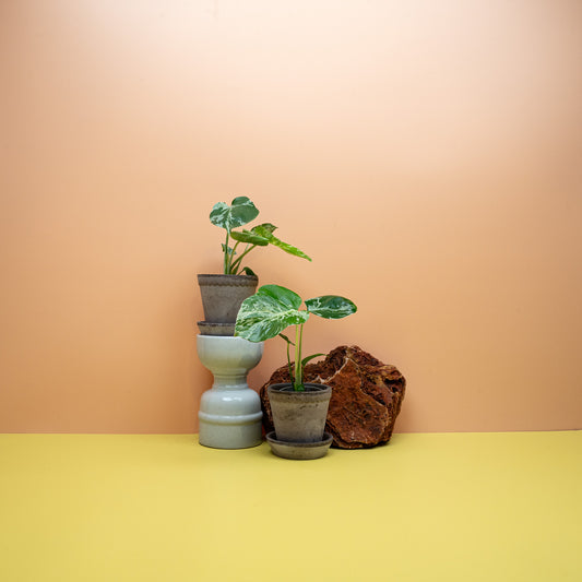 Panaschierte Monstera deliciosa Bulbarsaur als Zimmerpflanze – potflourri