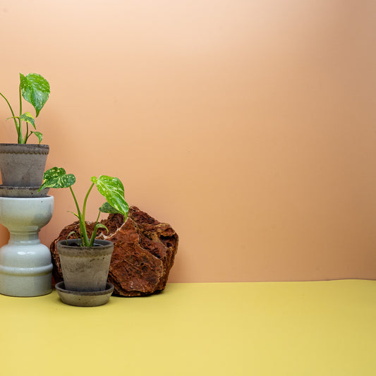 Monstera Electro Light mit gelb gesprenkelten Blättern im 6-cm-Topf – potflourri