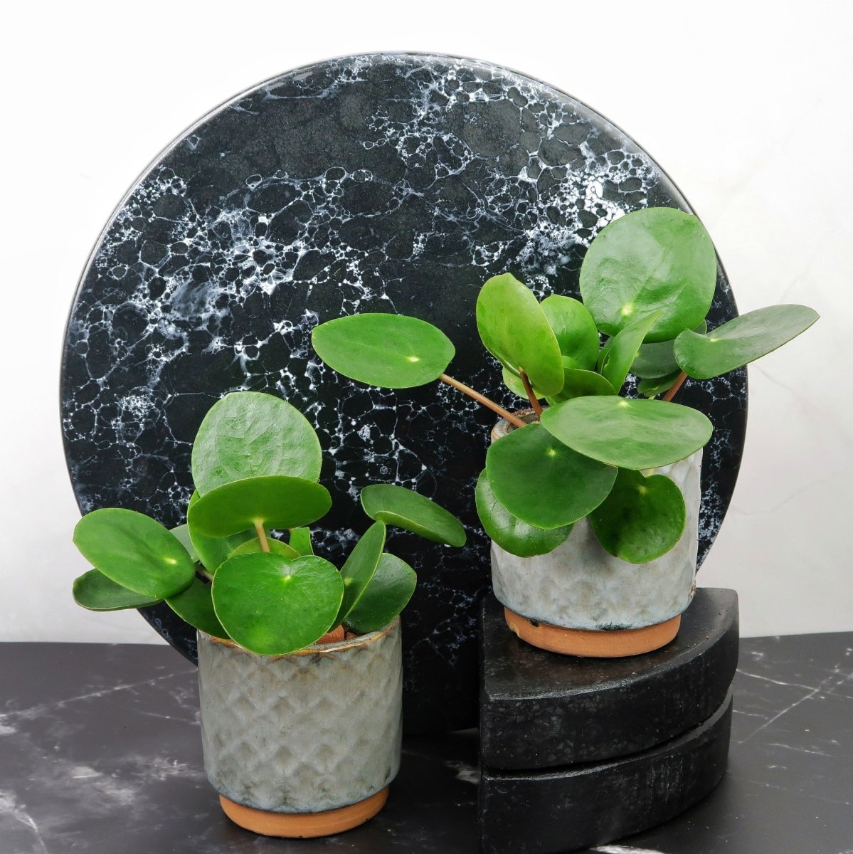 Peperomia Pilea, luftreinigende Eigenschaften