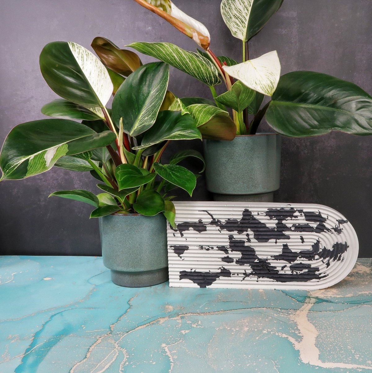 Philodendron Birkin Variegata Mutante – Ansicht 6