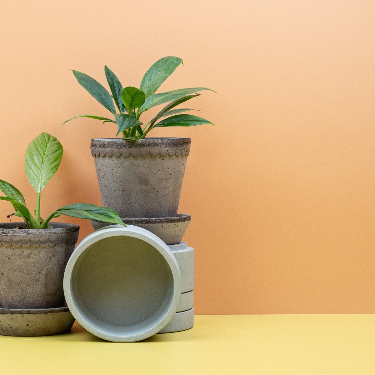Philodendron Campii Lynette – Ansicht 10