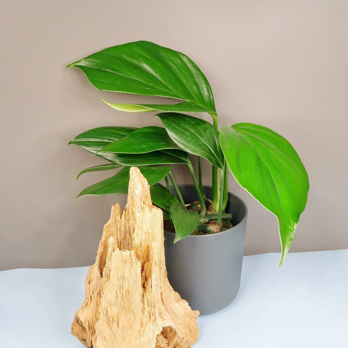 Philodendron Dragon Tail, markante Blattform