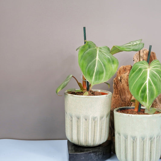Philodendron Gloriosum Darkform – Zimmerpflanze mit dunklen Blättern – potflourri
