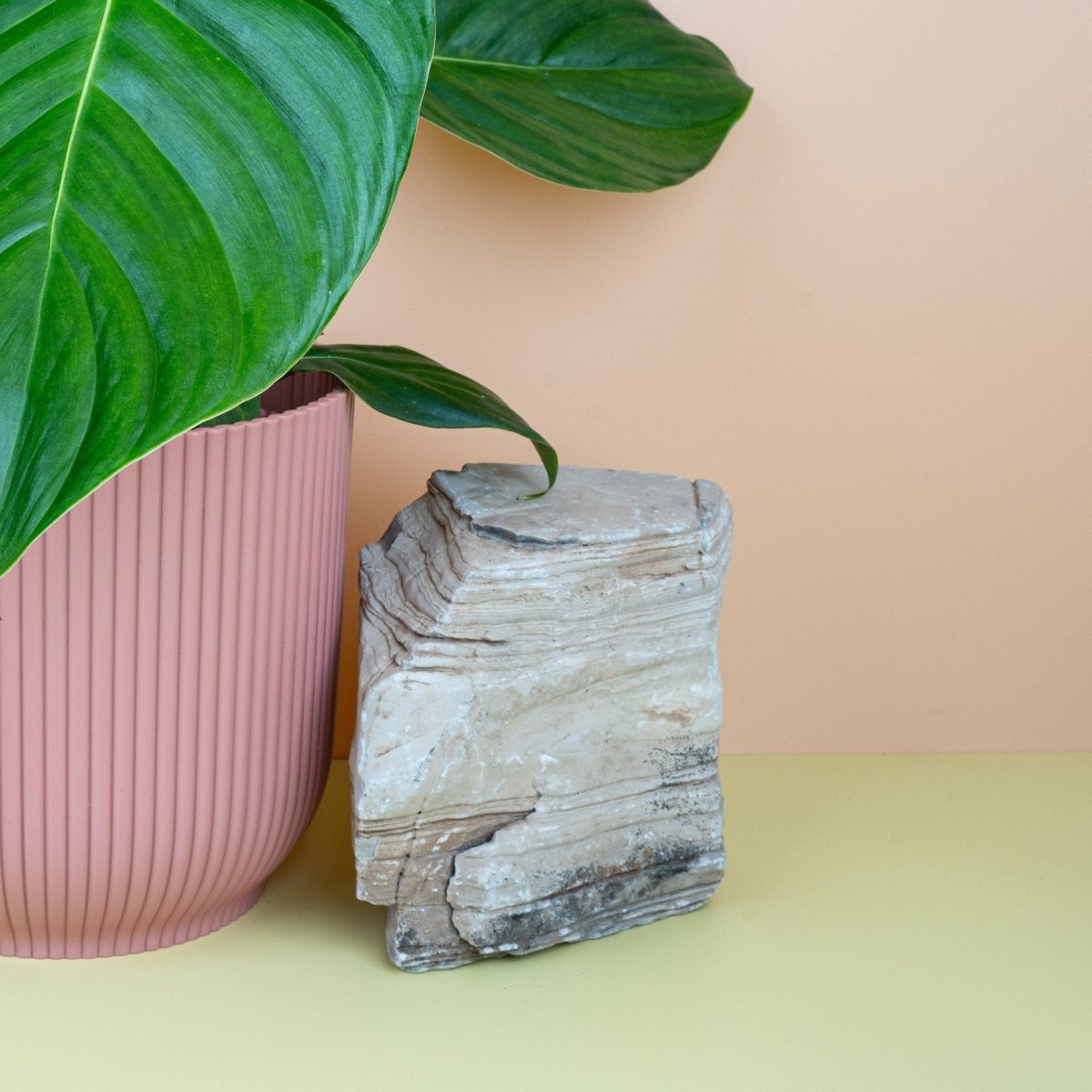 Philodendron Grandipes – Ansicht 11