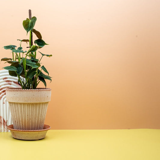 Philodendron Lupinum, samtige herzförmige Blätter – potflourri