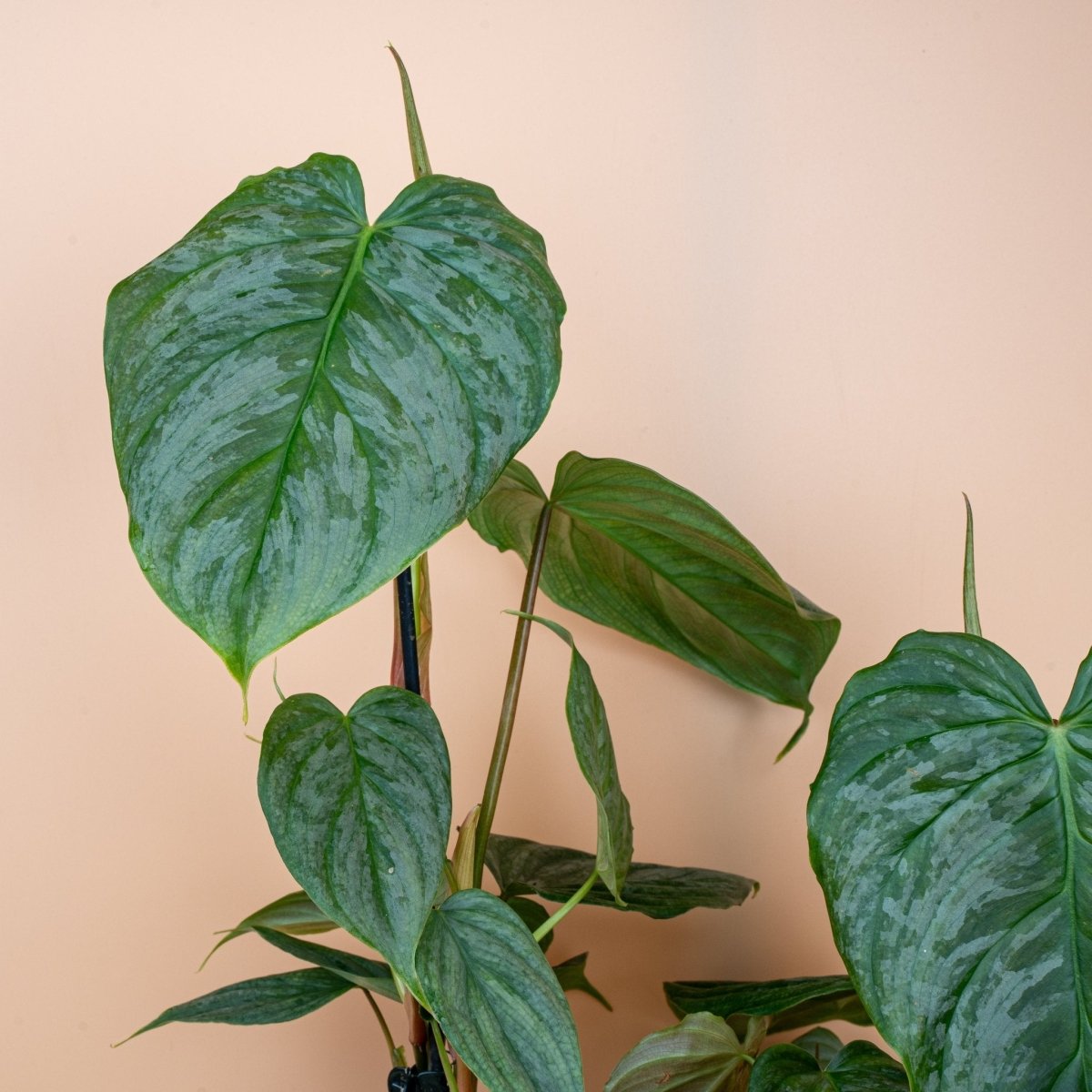 Philodendron Majestic, Gesamtansicht der Pflanze