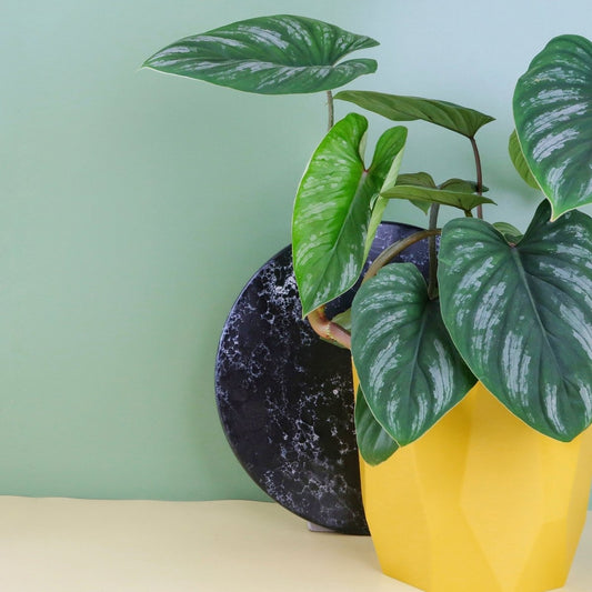 Philodendron Mamei – Zimmerpflanze mit silbrigen Blättern – potflourri