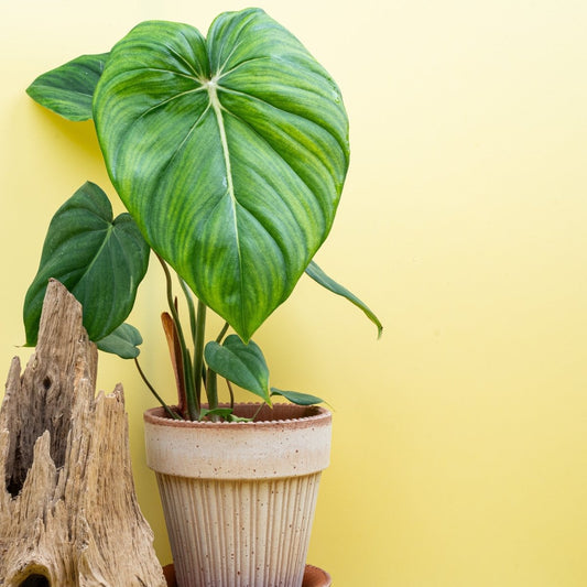Philodendron McDowell, imposante herzförmige Blätter – potflourri