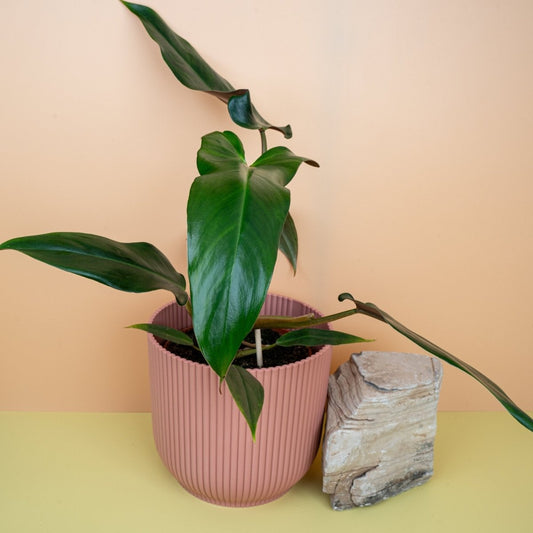 Philodendron Mexicanum, tief eingeschnittene Blätter – potflourri