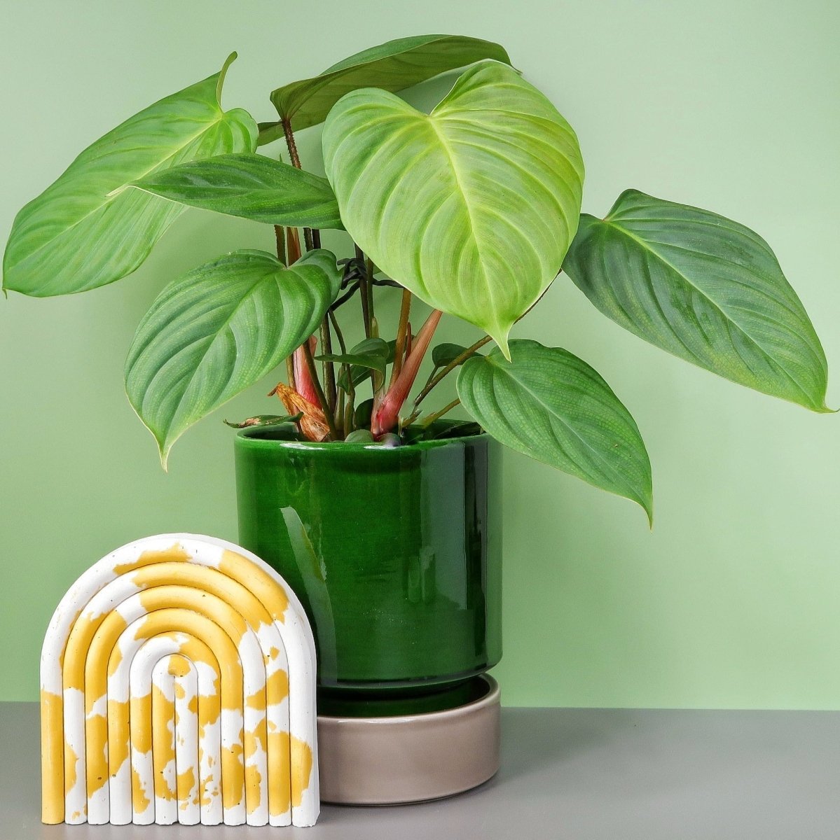 Philodendron Nangaritense – tiefes Smaragdgrün
