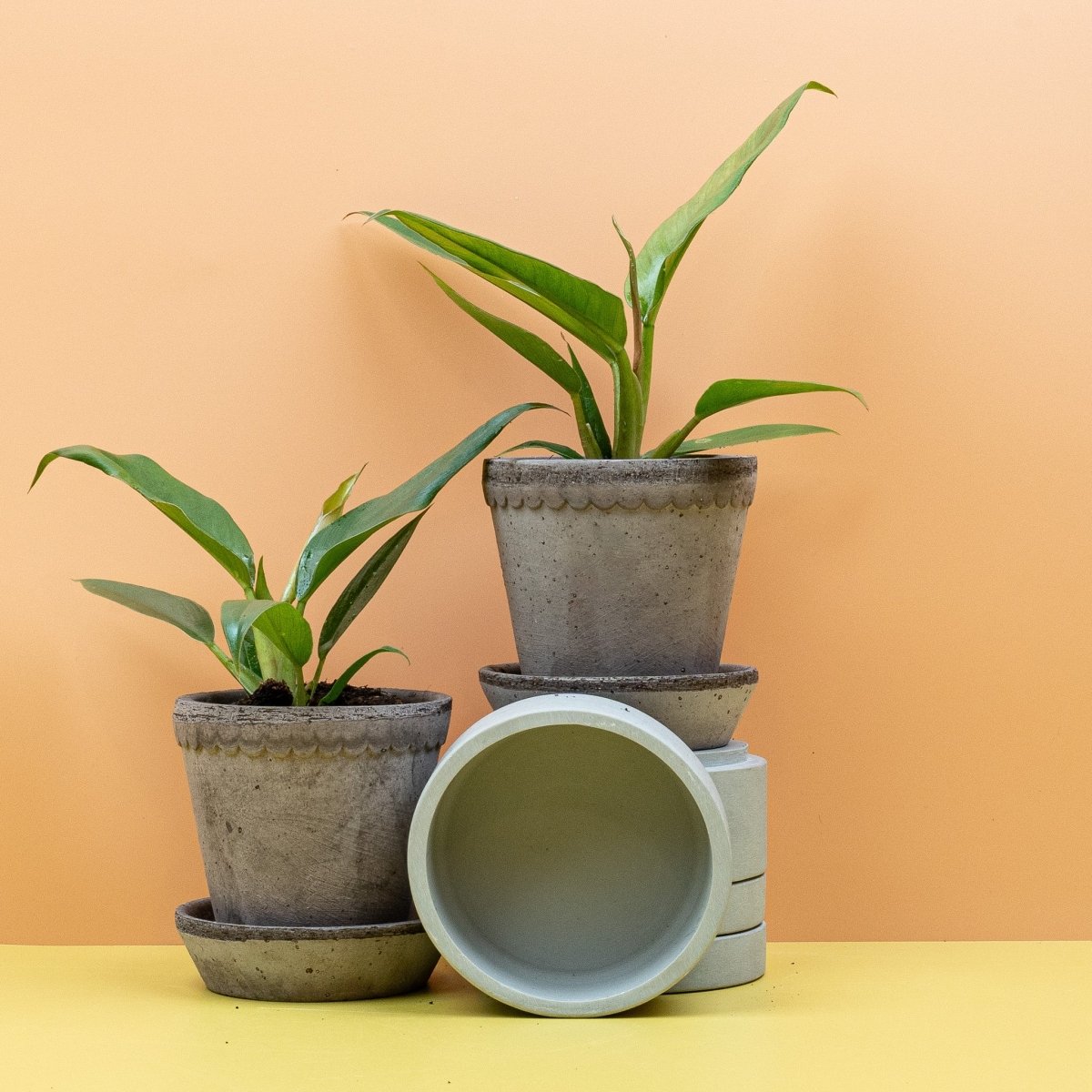 Philodendron Narrow – schlanke Silhouette einer Aracee – potflourri