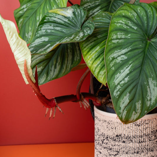 Philodendron Plowmanii, lindgrüne Blätter mit dunklen Adern – potflourri