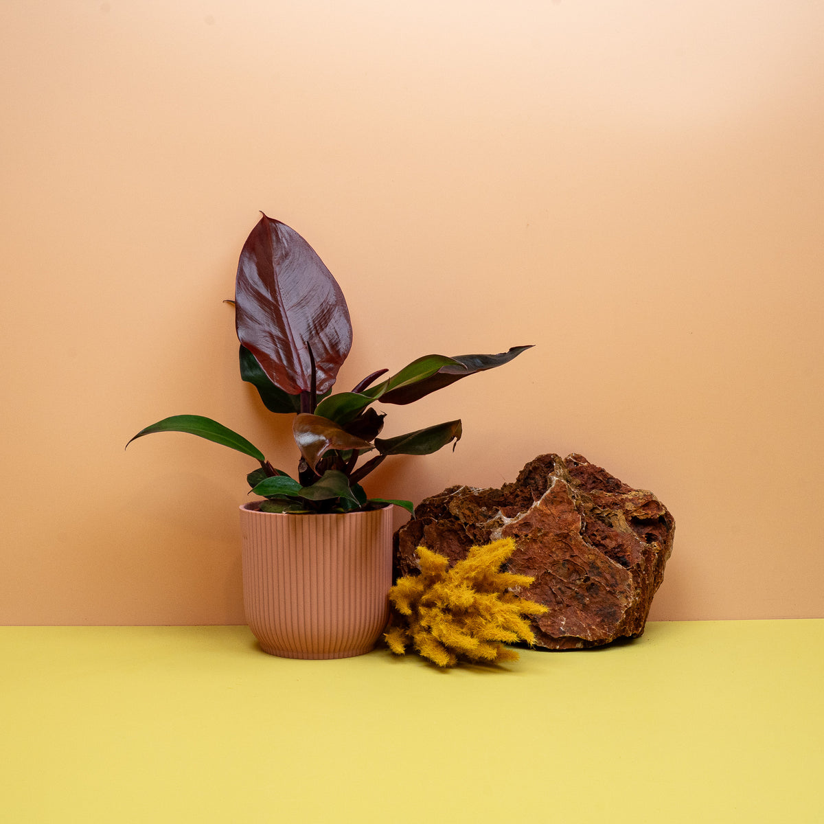 PHILODENDRON CHERRY RED