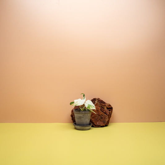 Philodendron Gloriosum Variegata in Größe XS, Samtblatt mit hellen Adern – potflourri