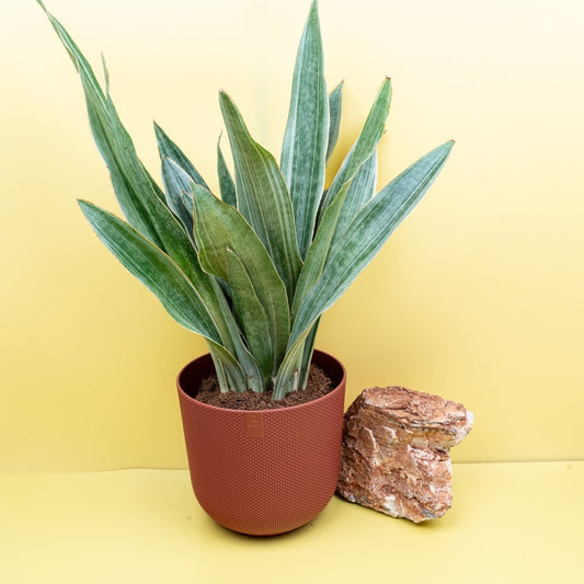 Sansevieria Aubrytiana Sayuri, silbrig-grüne Blätter – potflourri