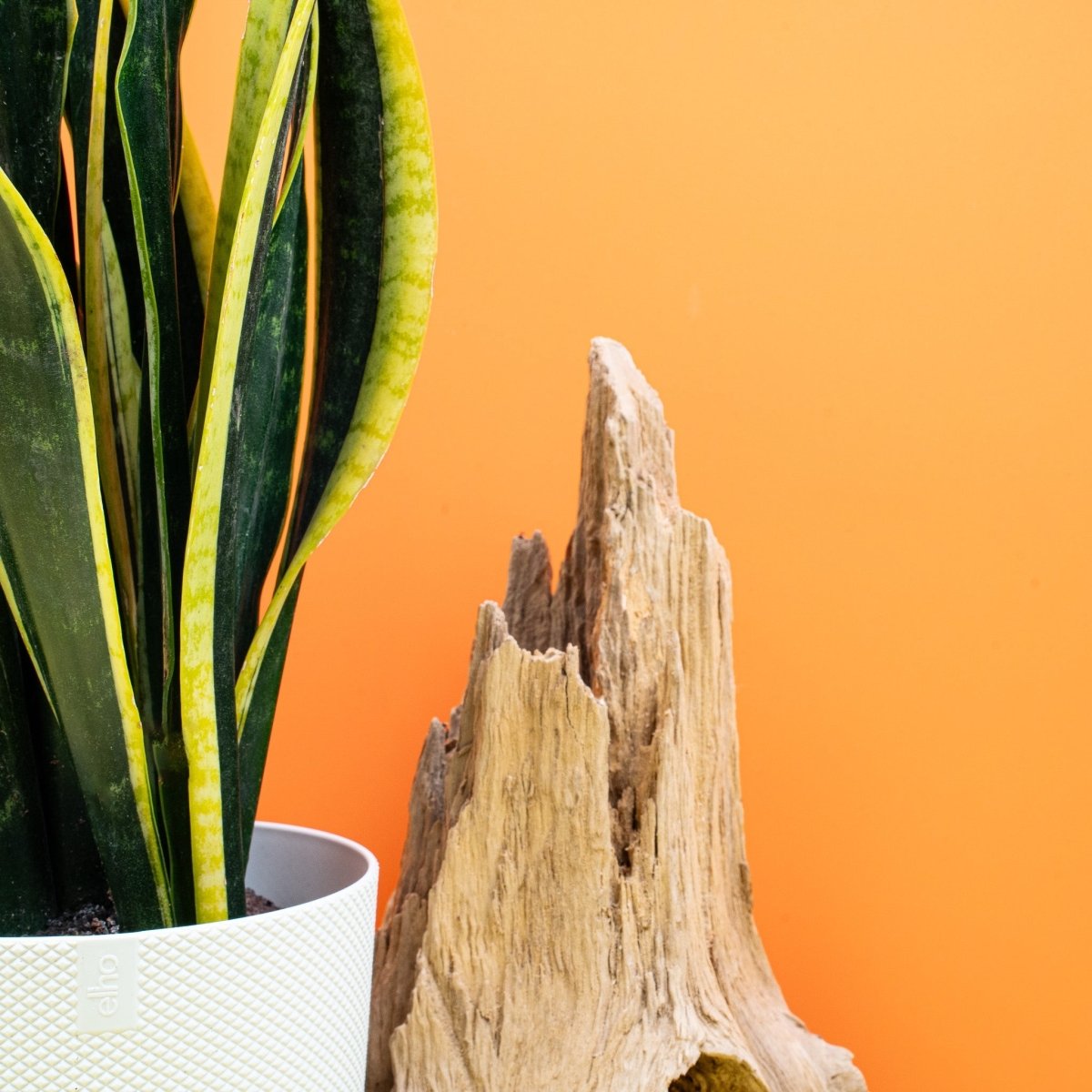 Sansevieria Black Gold, Gesamtansicht der Pflanze
