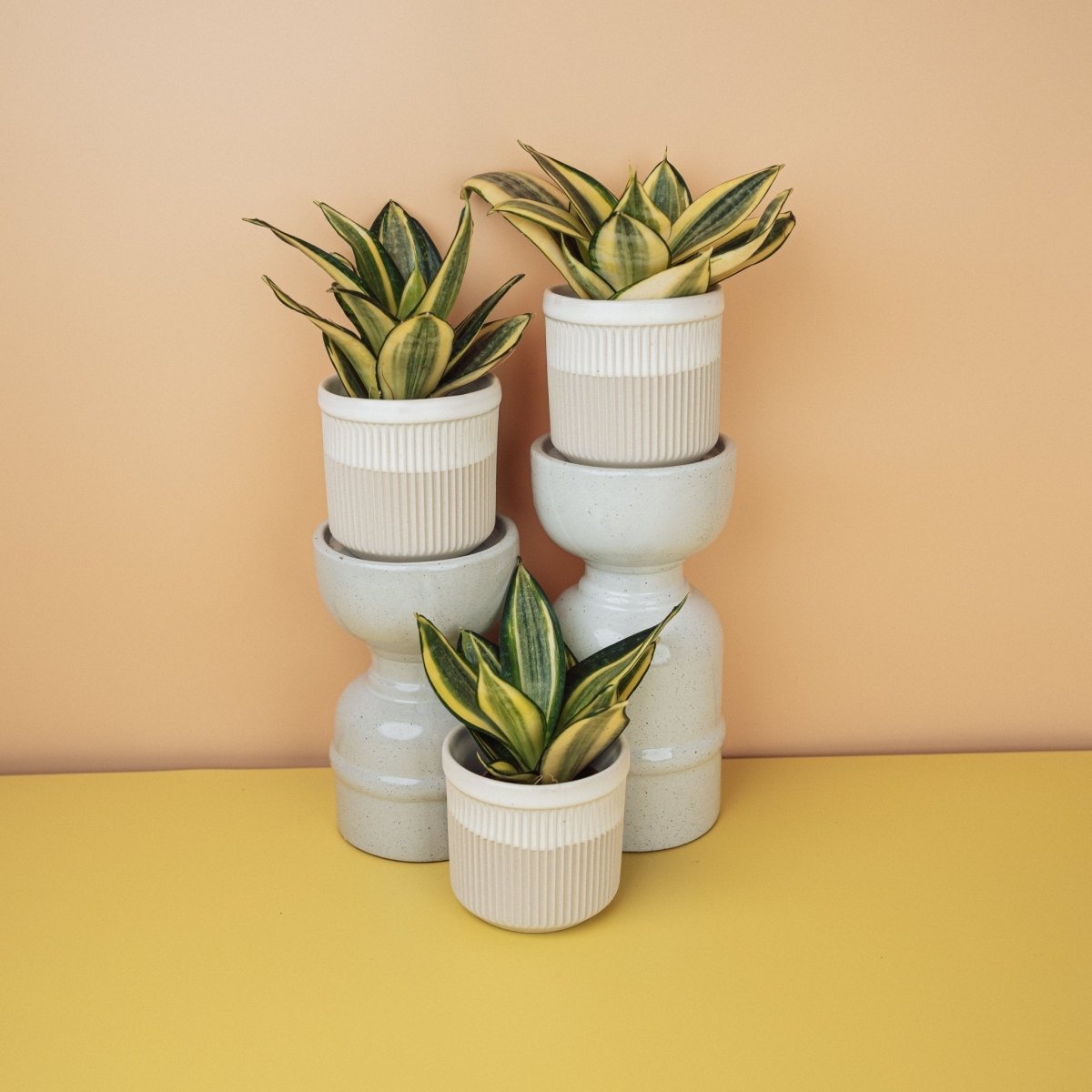 Sansevieria Golden Hahnii – kompakter Bogenhanf für Regale