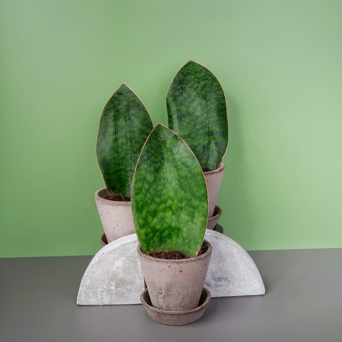 Sansevieria Grandis, breite flache Blätter mit wachsiger Oberfläche