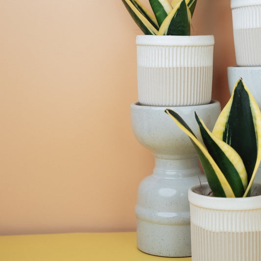 Sansevieria Jade Hahnii – kompakter Bogenhanf als Rosette – potflourri