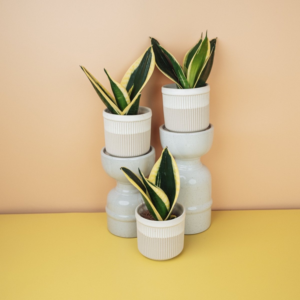 Sansevieria Jade Hahnii, unverwechselbare Eleganz