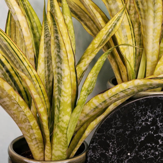 Sansevieria Lauren – pflegeleichte Zimmerpflanze – potflourri
