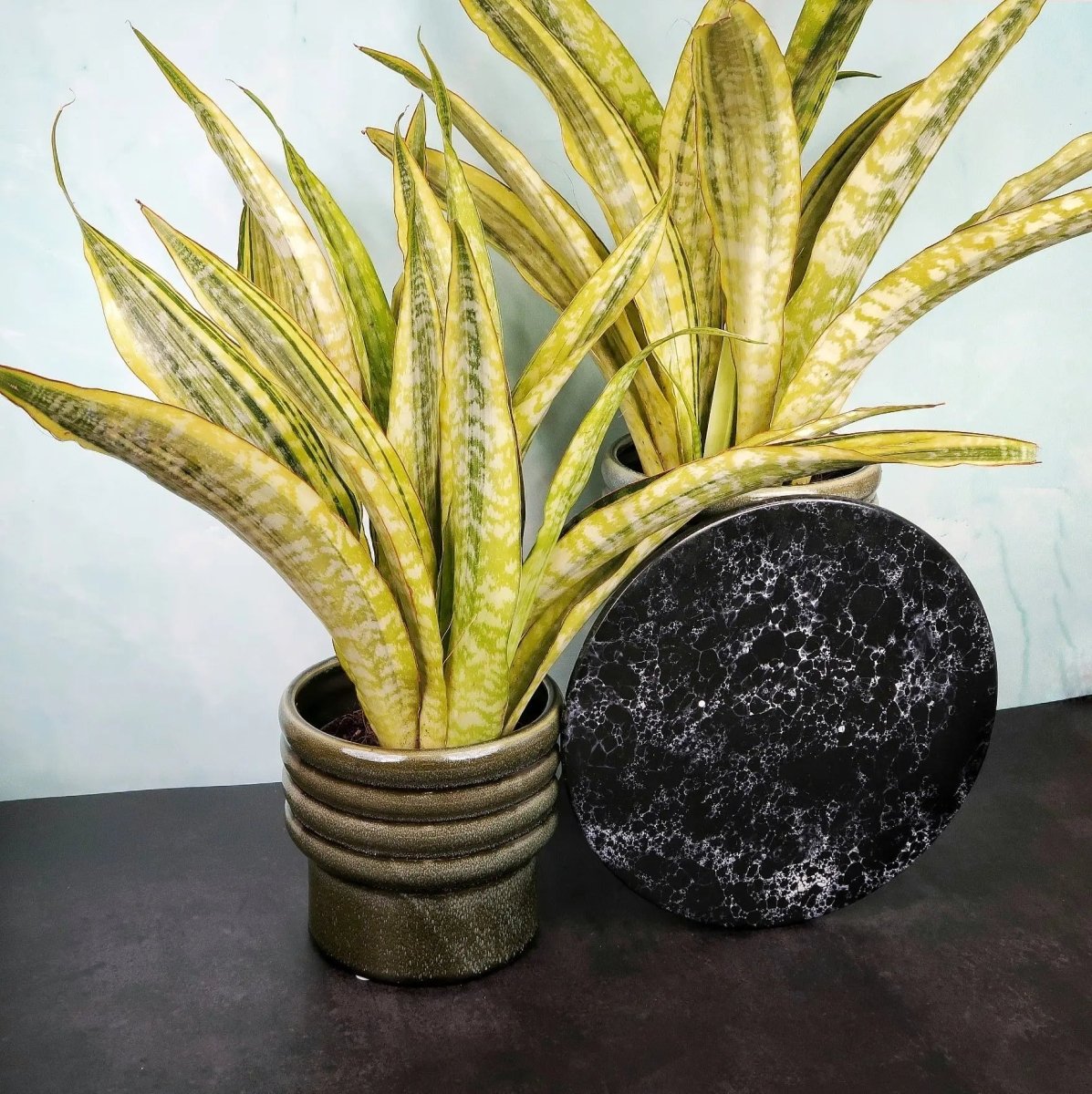 Sansevieria Lauren – stilvolles Blattmuster