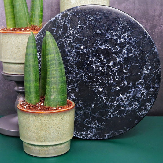 Sansevieria Rhino – Bogenhanf mit dunkelgrünen Streifen – potflourri