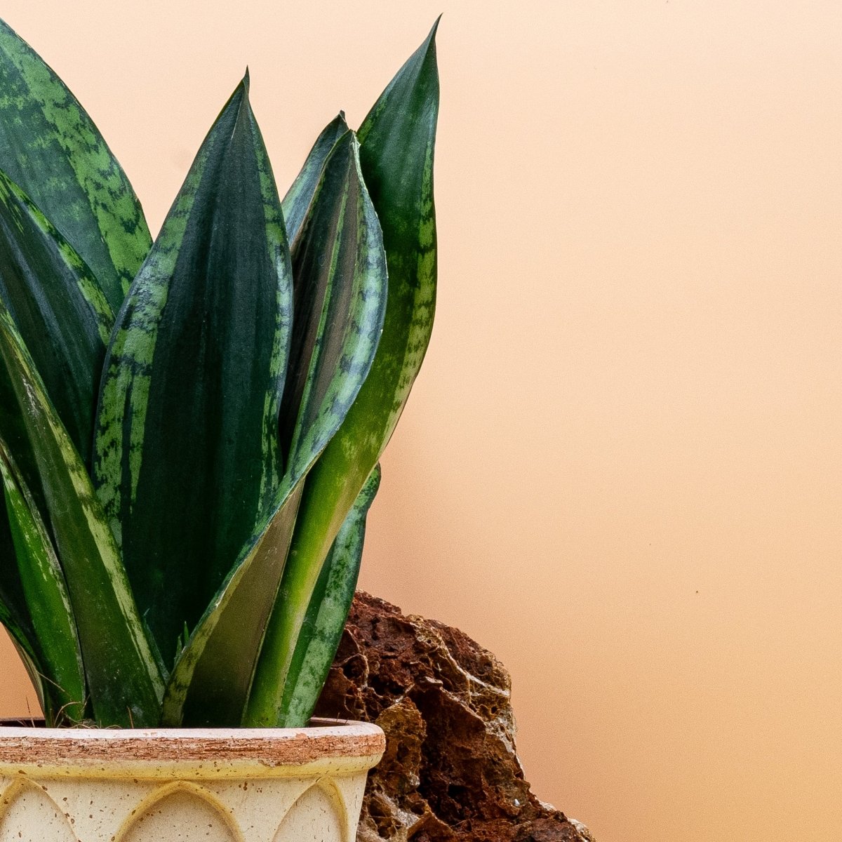 Sansevieria Silver Flame im Detail