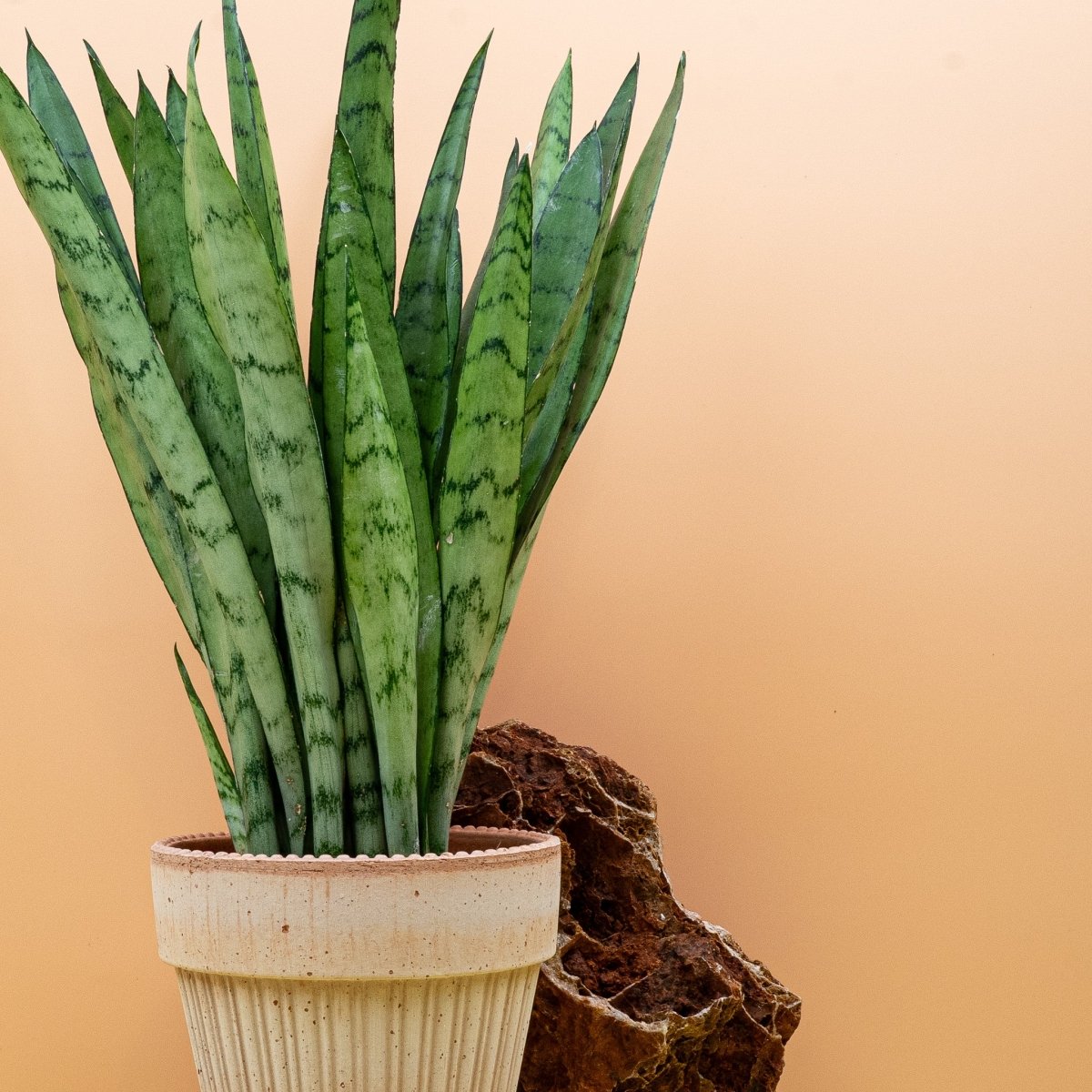 Sansevieria Silver Princess, pflegeleichter Bogenhanf in Silbergrün