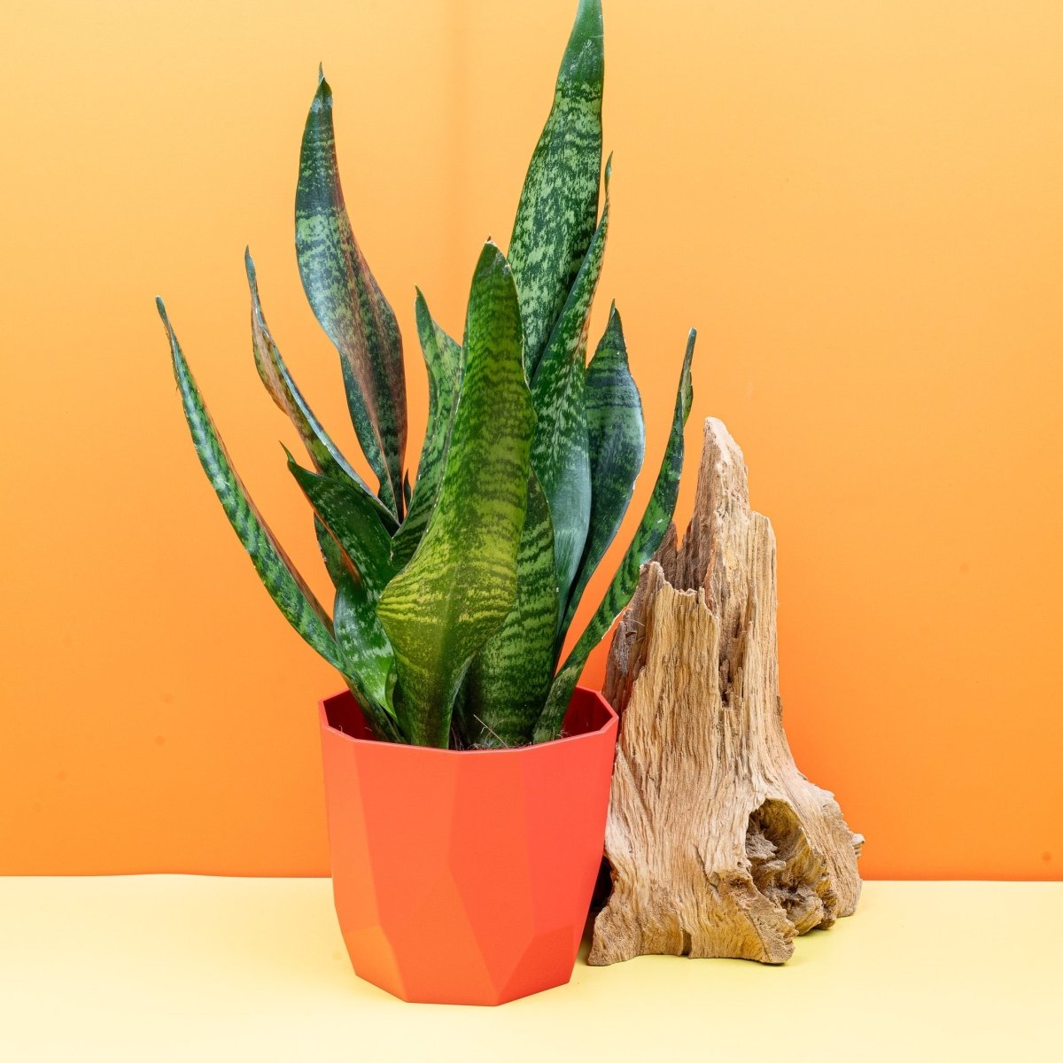 Sansevieria Super Green, Gesamtansicht der Pflanze