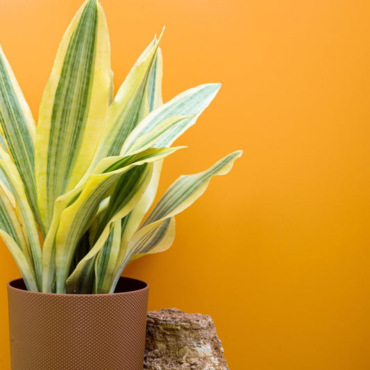 Sansevieria Yellowstone, gelb-panaschierte Blätter – potflourri
