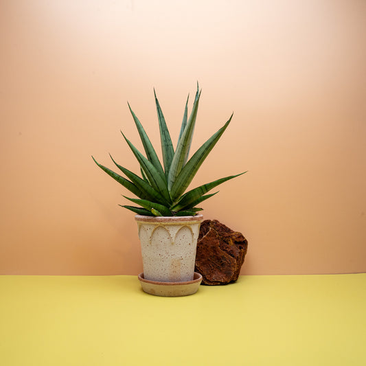 Sansevieria Comet Laurel Grey mit aufrechten, grau-grünen Blättern – potflourri