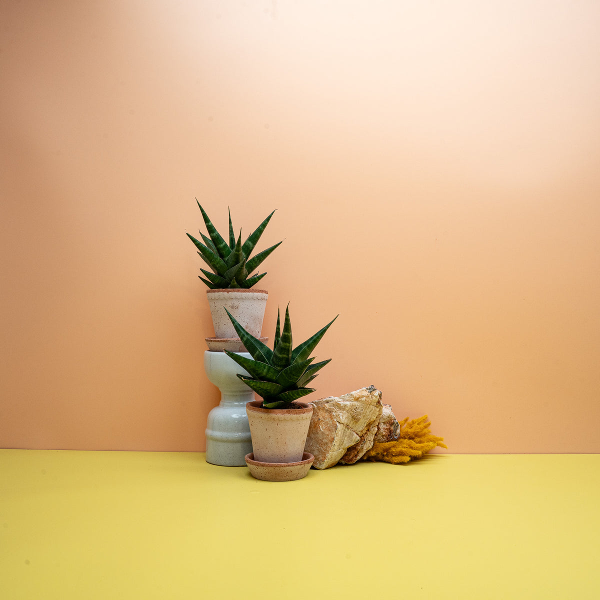 SANSEVIERIA KABATO