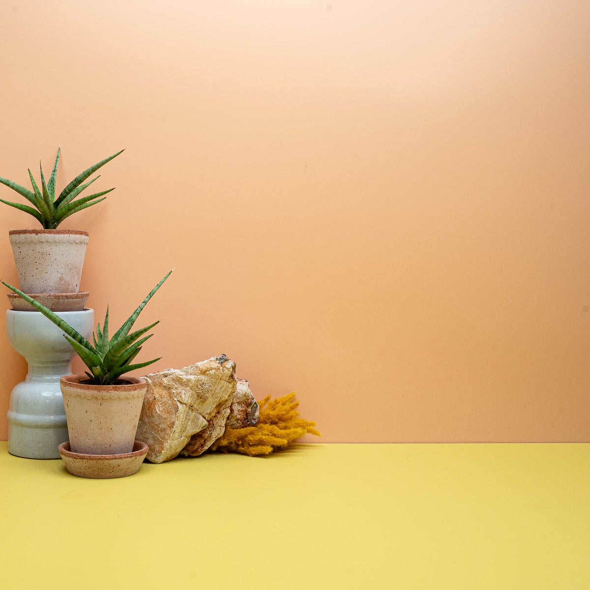 SANSEVIERIA TOM GRACILIS