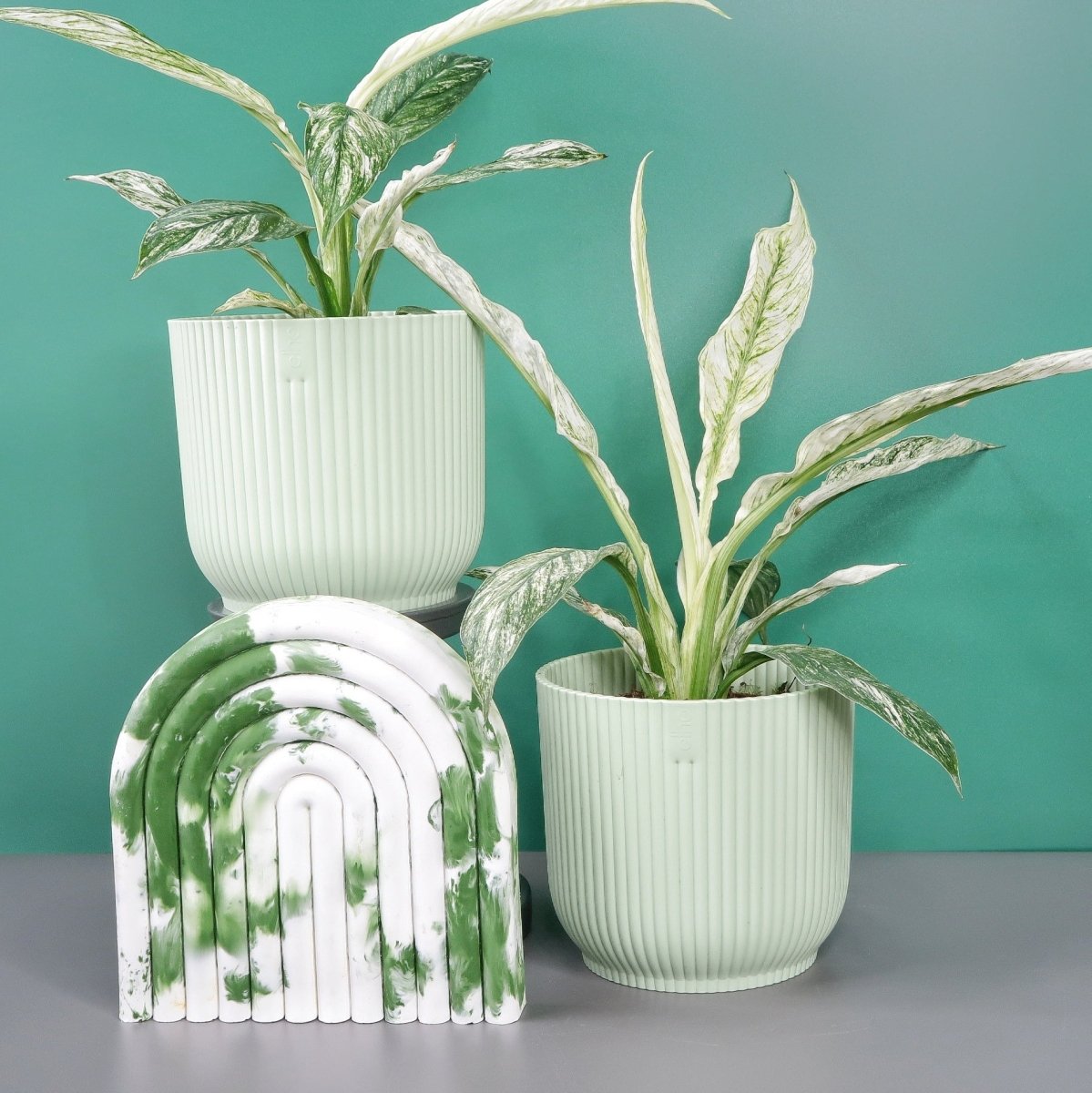 Spathiphyllum Sensation Variegata – Ansicht 7